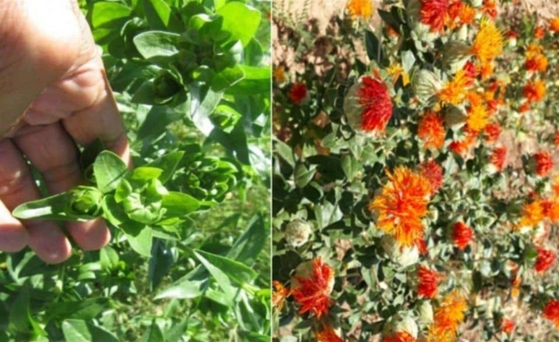 معرفی نخستین رقم گلرنگ علوفه‌ای برای مناطق دیم كشور